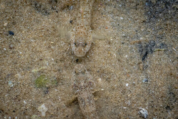 Eastern Longfin Goby (Favonigobius lentiginosus), Narooma, NSW, January 2023