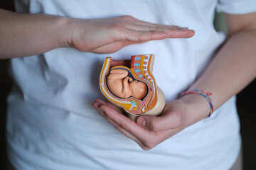 A skilled doula cradles a plastic model of an embryo, symbolizing her expertise in supporting...