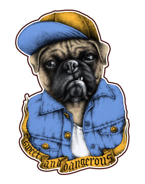 Pug in denim jacket and cap, portrait, lettering - Sweet and Dangerous, Tattoo Style Vector Illustration