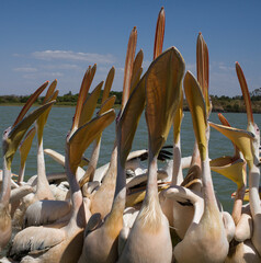 Stado pelikanów łapiące ryby