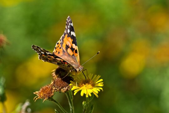painted lady butterfly on a yellow flower