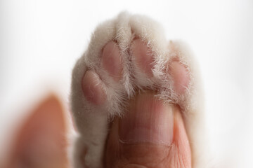 猫の足と人の指