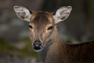 Fototapeta premium Deer's face