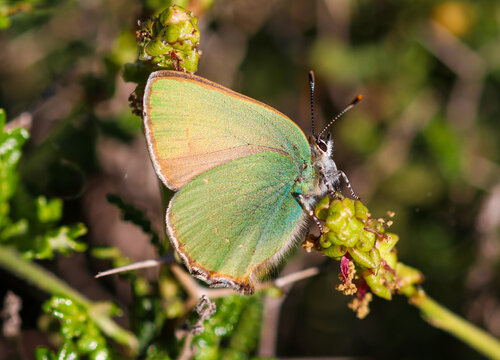 Emerald (Callophrys rubi) is a butterfly species of the Lycaenidae family. (Turkish name; Zumrut kelebegi)