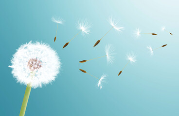 Naklejka premium Beautiful dandelion closeup with seeds blowing away in the wind