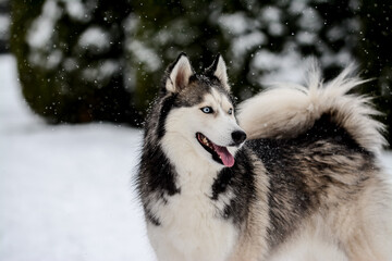 Siberian Husky portrait in the snow