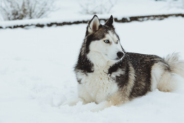 Siberian Husky portrait in the snow