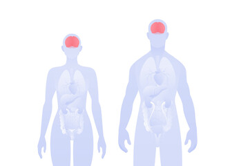 Obraz premium Human inner organ infographic. Vector flat healthcare illustration. Male and female silhouette. Red brain and nervous system symbol. Design for health care, education, science, neurology