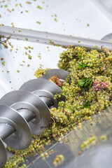 Industrial winemaking corkscrew crusher destemmer processing grapes
