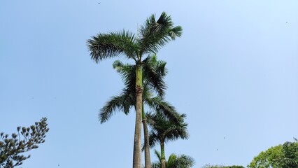 Royal palm plant against the sky