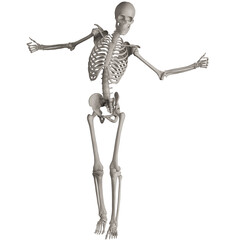 skeleton posing 3d render illustration with transparent background