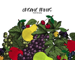 Organic fruits. Fresh fruits - apples, pears, grapes and cherries. The concept of healthy eating, vegetarianism. Template for a vegetarian restaurant. Vector illustration.