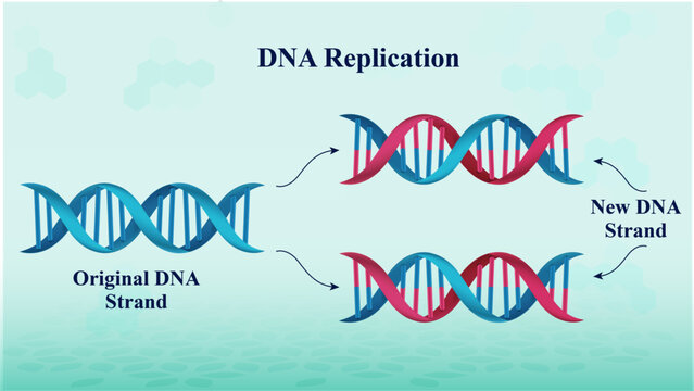 Scientific illustration vector Of Semiconservative Replication Of DNA Model