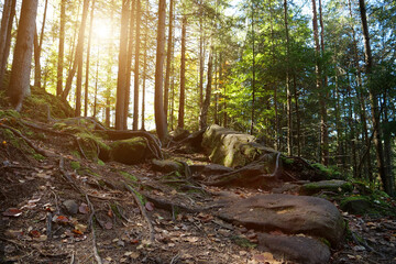 Beautiful wildlife, thick of wood, rocks, green moss, amazing setting sun