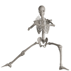 skeleton posing 3d render illustration with transparent background