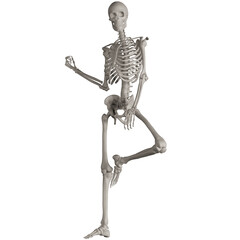 skeleton posing 3d render illustration with transparent background