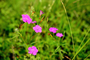 A pink flowers of carnation isolated on green meadow, close-up