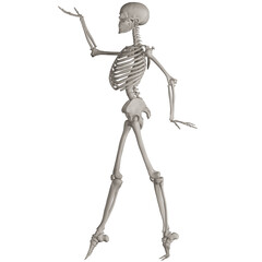 skeleton posing 3d render illustration with transparent background