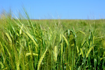 A field of green wheat with the sky in the background, close-up 
