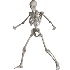 skeleton posing 3d render illustration with transparent background