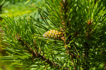 Pinus mugo Ophir with a beautiful green cone on branch. Golden variety of green dwarf mountain pine with golden needle tips. Shore of garden pond on sunny spring day. Close-up. Place for your text