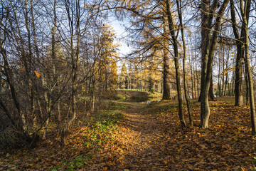 Autumn landscape on a sunny day, on the lake. Priyutino, Leningrad Region, Northwest Russia
