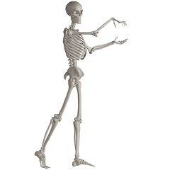 skeleton posing 3d render illustration with transparent background