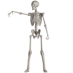 skeleton posing 3d render illustration with transparent background