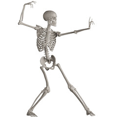 skeleton posing 3d render illustration with transparent background