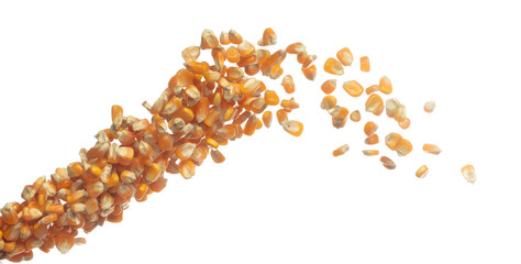 Corn dried seed grain fly in mid air. Yellow Golden corn seed falling scatter, explosion float in...