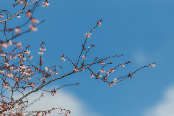Pink flowers against the blue sky. First spring blooming flowers on the tree. Macro photo. Wallpaper. Spring season. Selective focus on photo.