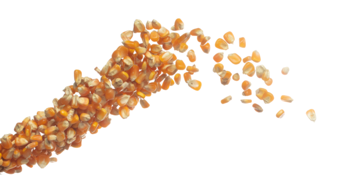 Corn dried seed grain fly in mid air. Yellow Golden corn seed falling scatter, explosion float in shape form line group. White background isolated freeze motion high speed shutter