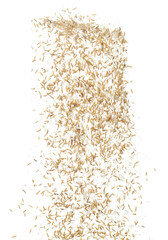 Paddy Rice grain fly in mid air. Yellow Golden Paddy Rice falling scatter, explosion float in shape form line group. White background isolated freeze motion high speed shutter