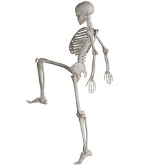 skeleton posing 3d render illustration with transparent background