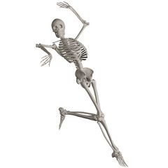 skeleton posing 3d render illustration with transparent background