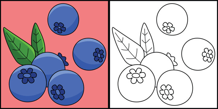 Blueberry Fruit Coloring Page Colored Illustration