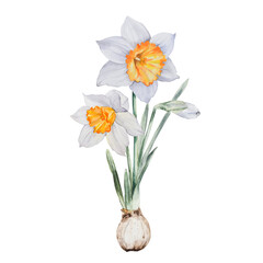Narcissus, Spring Flowers, blossom, Hand drawn watercolor illustration, isolated on white background Hand painted botanical illustration for cards, invitations, print design