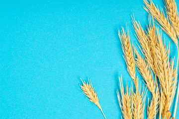 Ripe ears of wheat isolated on a blue background. Top view, flat lay of wheat groats grain...