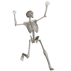 skeleton posing 3d render illustration with transparent background