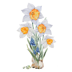 Narcissus, Spring Flowers, blossom, Hand drawn watercolor illustration, isolated on white background Hand painted botanical illustration for cards, invitations, print design