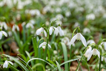 Field of snowdrops, spring wallpaper, concept of awakening