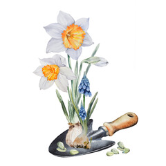 Spring flower set.Watering can,scoop,daffodils,tulips, muscari. watercolor on a white background. For printing on labels, packaging, fabric, postcards