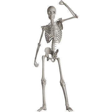 skeleton posing 3d render illustration with transparent background