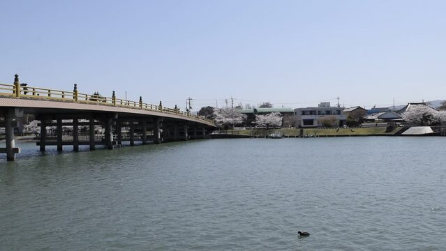 春の瀬田唐橋と瀬田川の風景、瀬田の唐橋と水鳥とボートを漕ぐ人達、滋賀県大津市の町並み