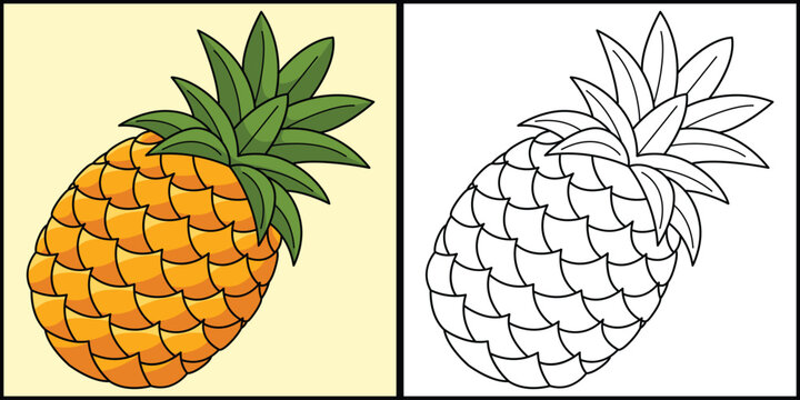 Pineapple Fruit Coloring Page Colored Illustration