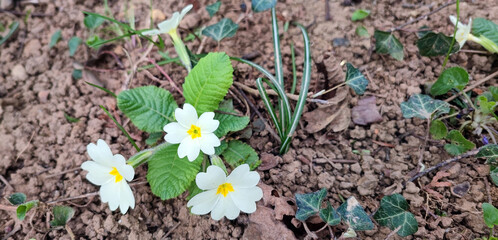 daisy flower close-up in spring