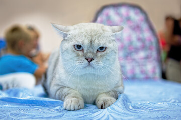 A serious cat of the British Chinchilla breed of silver color with blue eyes is sitting on a blue rug. Close-up.