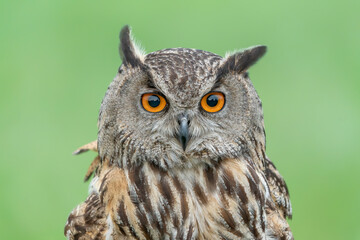  Portrait of a beautiful Eurasian Eagle owl (Bubo bubo). Green background.  Gelderland in the Netherlands.                                      