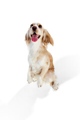 Top isometric view of cute english cocker spaniel standing on hind legs with tongue sticking out against white background. Concept of domestic animal, motion, action, animal life. Copyspace for ad.