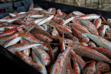 Freshly caught red mullet is in a black box. Copy space, close-up.